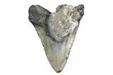 Bargain, Fossil Megalodon Tooth - North Carolina #347125-1